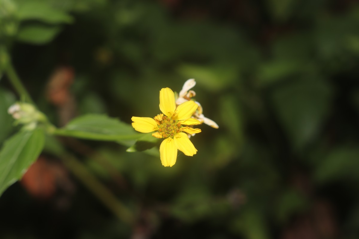 Wollastonia biflora (L.) DC.